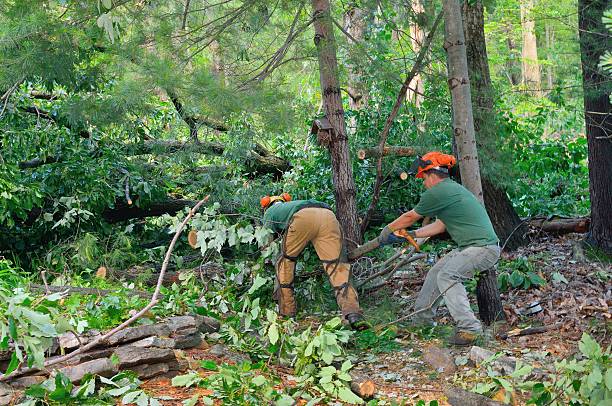 Mulching Services in Staunton, IL