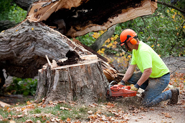 How Our Tree Care Process Works  in  Staunton, IL